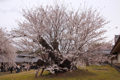 2025年4月1日もうすぐ見頃