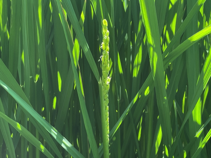 穂が初めて顔を出し始めた時