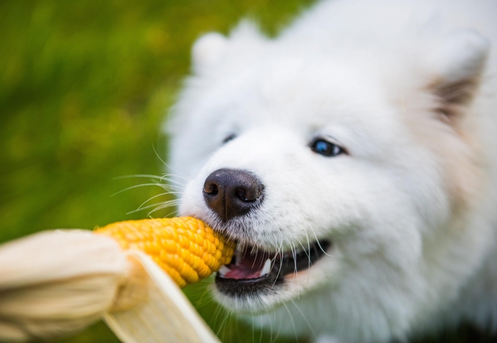 こちらも多くの記事で問題視されていますね。確かに穀物には犬にとってアレルゲンとなるのですが、中にはアレルゲンとなる可能性が低い穀物があります。すべての穀物をアレルゲンとなると言われているのは少し違います。