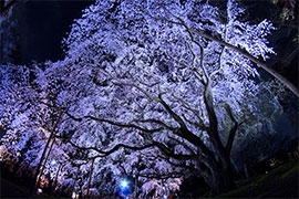 sugiyamatomoharu2019撮影場所:六義園