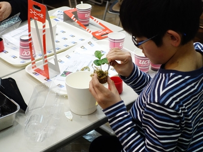 夏休み自由研究 コーヒーが育つところ“ブルーマウンテンを学ぶ”