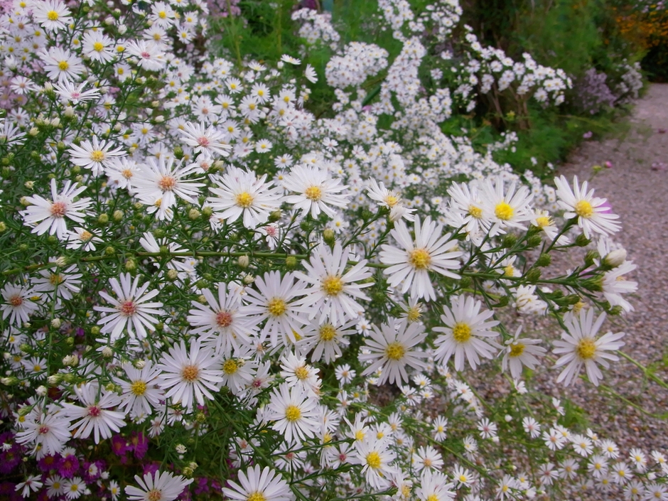 クジャクアスター (8月下旬～10月上旬)