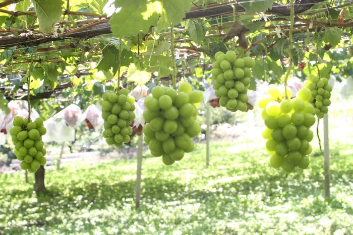 シャインマスカット