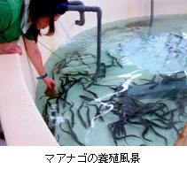 マアナゴの養殖風景