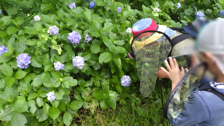 アジサイの葉に何を見つけたのかな?(過去開催の様子)