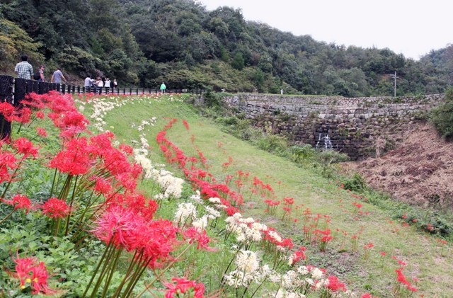 彼岸花