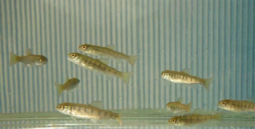 放流されるアマゴ稚魚（約6～7cm）