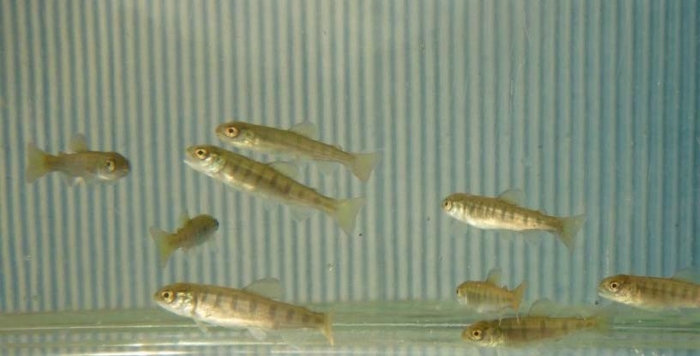 放流されるアマゴ稚魚（約6～7cm）