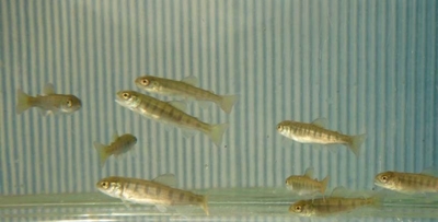 放流されるアマゴ稚魚(約6~7cm)