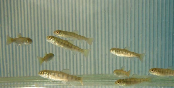 放流されるアマゴ稚魚(約6~7cm)