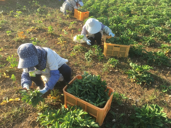 地元の農家が育てる長命草