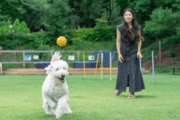 大型ドックラン