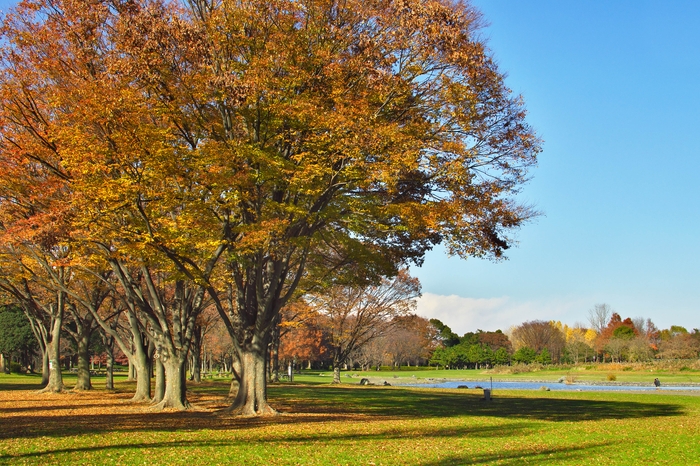 秋の水元公園（過年度の様子）