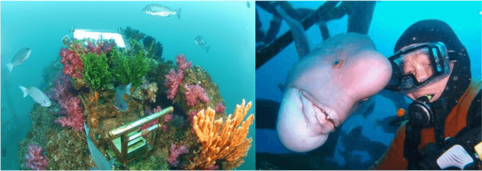 海底神社/コブダイ頼子