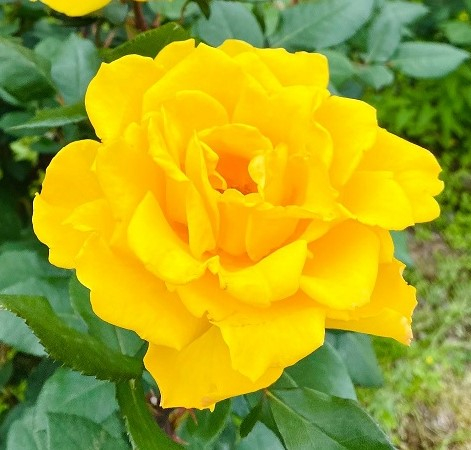 黄色バラの代表品種「ヘンリー・フォンダ」