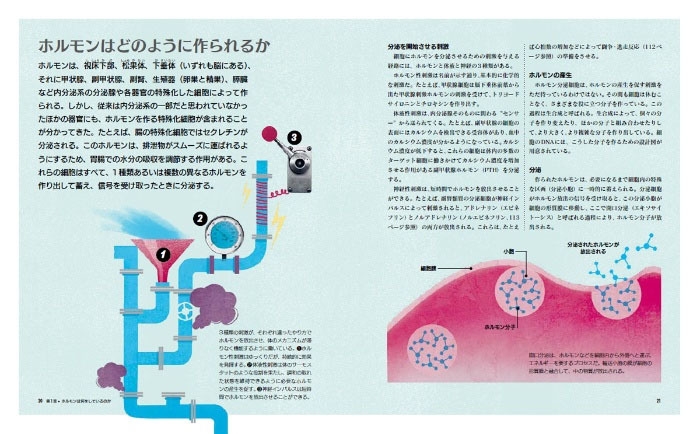 『ビジュアルホルモンのはたらきパーフェクトガイド』中面