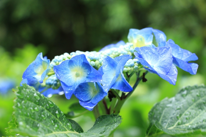 四季折々の花が咲くガーデン　初夏　アジサイ6月