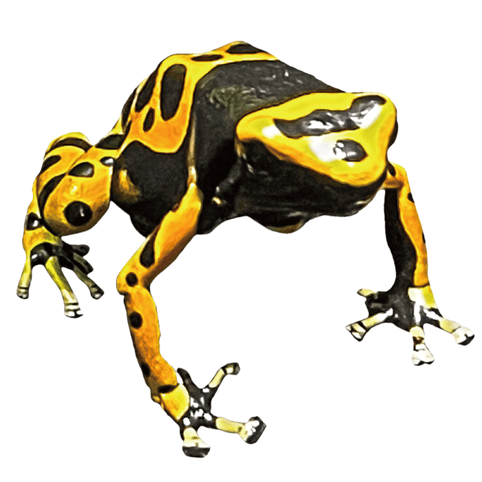 キオビヤドクガエル ※画像はイメージです