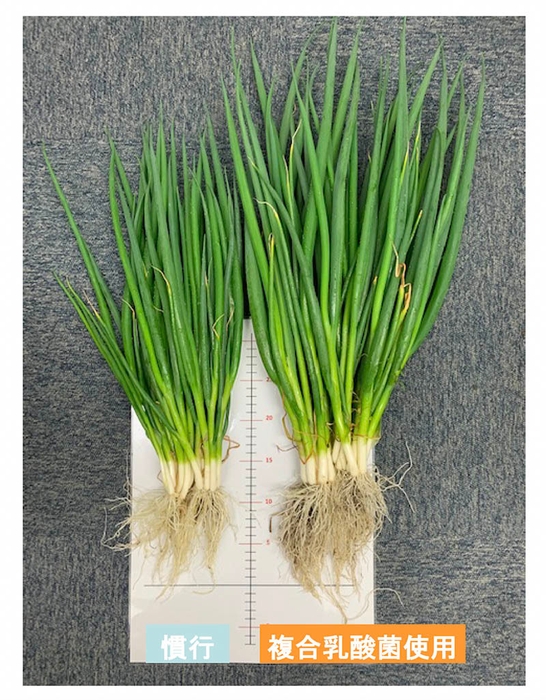 生育比較画像(青ネギ)