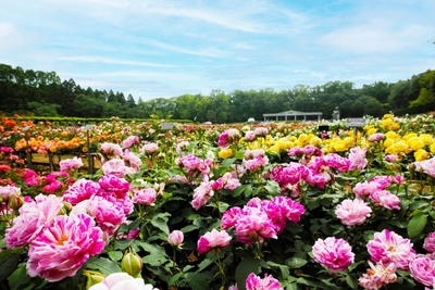 春のばら園(令和7年撮影)
