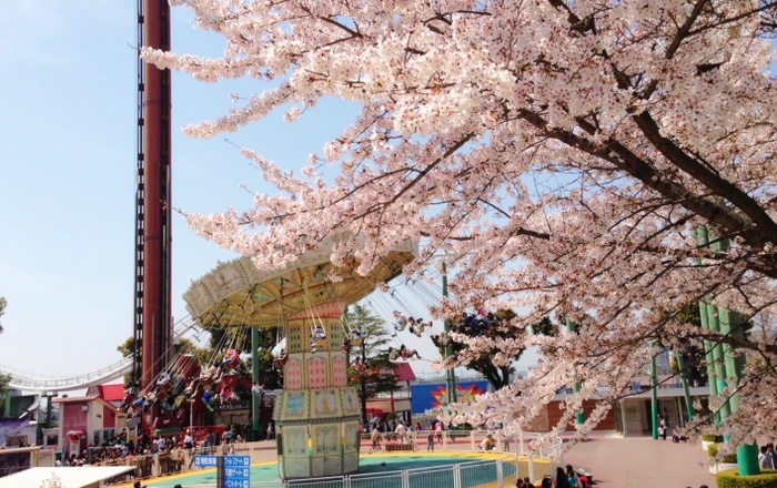 ウェーブスインガーと桜