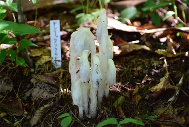 六甲高山植物園 7年ぶりに出現！ ギンリョウソウモドキが開花しました！