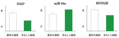 老化抑制に重要な長寿遺伝子「SIRT1」の活性化に欠かせない 「NAD+」の量を増やす2つの植物エキスを発見　 ～第44回日本分子生物学会年会にて発表～