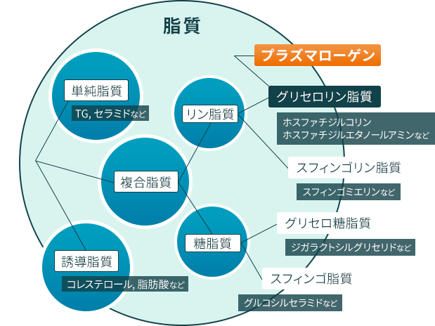 プラズマローゲンとは_脂質の分類