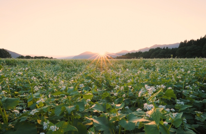 猿楽台地の蕎麦の花と夕日