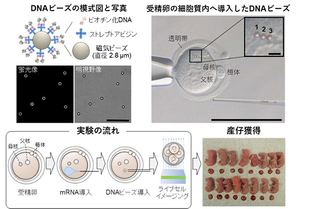 マウス受精卵へのDNAビーズ導入法の確立（図1）