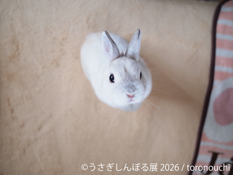 展示作品:toronouchi