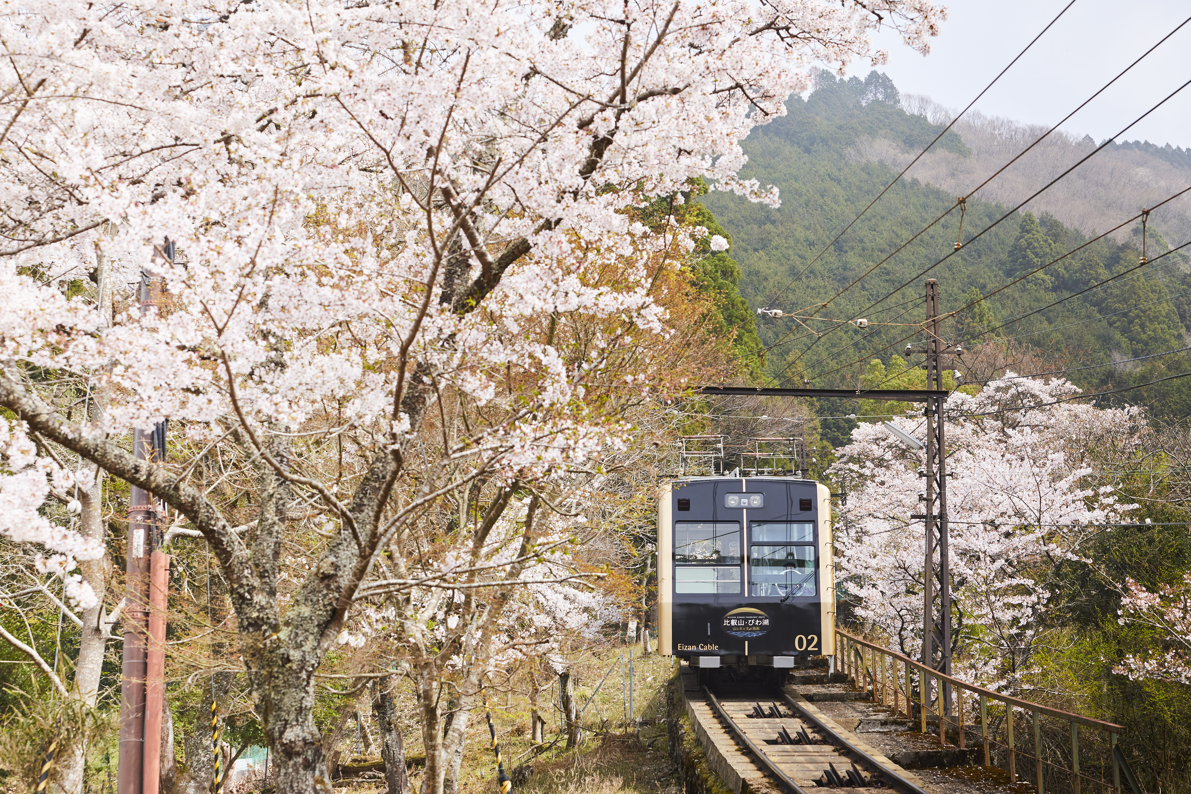 叡山ケーブル・ロープウェイ ３月２０日（木・祝）運転スタート