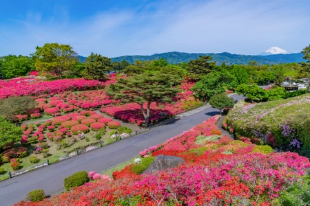 伊東市は4月12日(土)～4月30日(水)まで 小室山公園つつじ観賞会を開催中