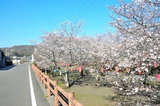 田野さくら