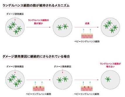 ベビーランゲルハンス細胞