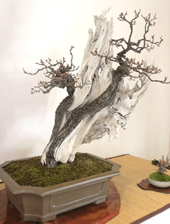 早春の盆栽展（過去の様子）