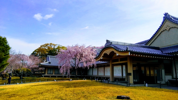 霊宝館桜(1)