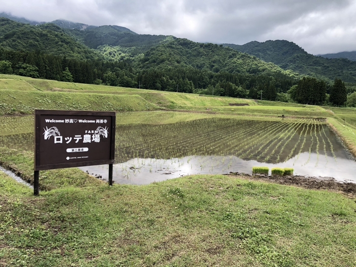 田んぼ