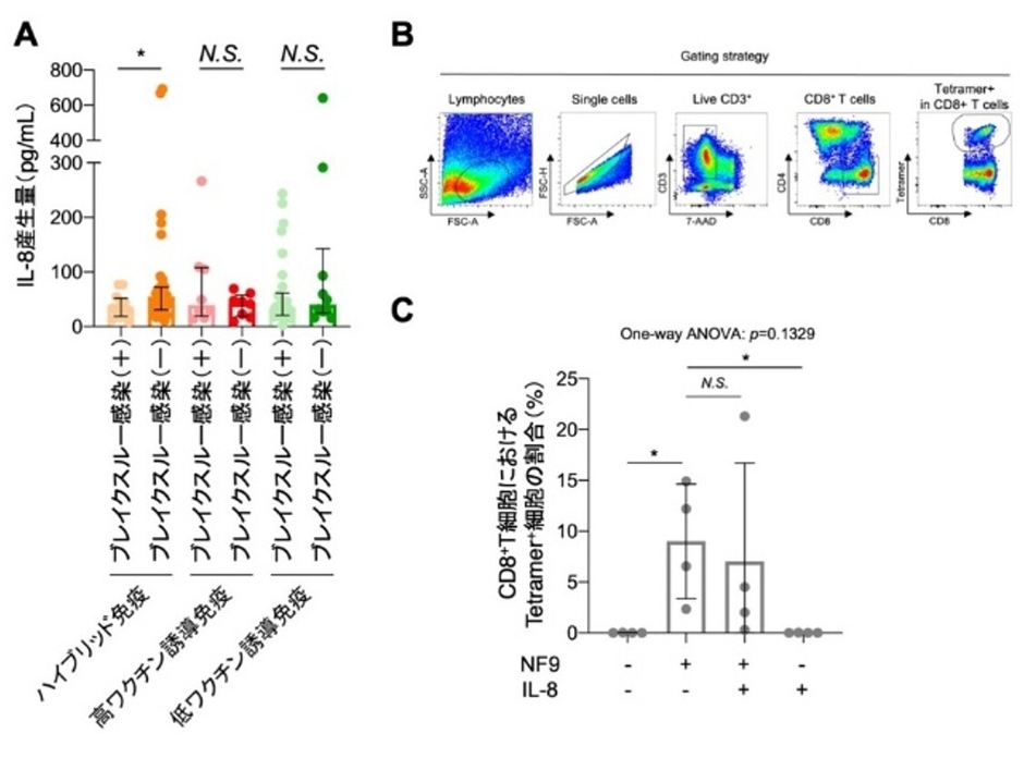 図2 血中サイトカイン・ケモカイン解析とSARS-CoV-2特異的CD8+T細胞誘導に対するIL-8の影響