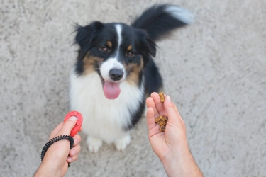 散歩中の愛犬が座ってしまう理由とその対処法とは？