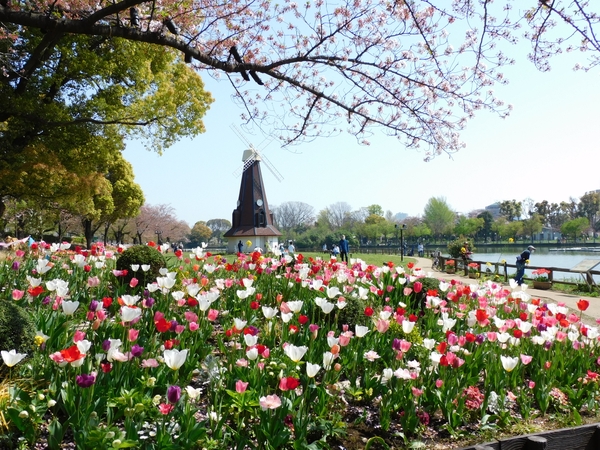 満開のチューリップの様子（2022年春）