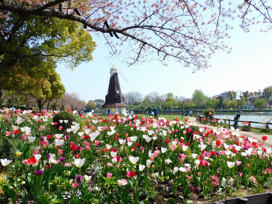 満開のチューリップの様子（2022年春）