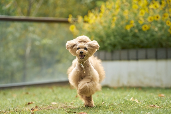 ドッグテラス(ACAO FOREST)