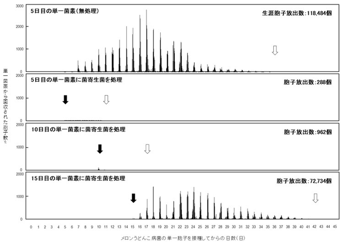 図1 菌寄生菌を処理したメロンうどんこ病菌（KMP-6N）の単一菌叢から静電気胞子回収装置で回収された胞子数の測定と推移　黒矢印は菌寄生菌を処理した日にちを示し、白矢印は胞子回収が終了した日にちを示します。5日目の単一菌叢（無処理）では36日で胞子回収が終了しました。一方、5日目の単一菌叢に菌寄生菌を処理した場合は11日で胞子回収が終了し、処理後6日間、メロンうどんこ病菌は胞子を放出し続けました。10日目の単一菌叢に菌寄生菌を処理した場合は17日に胞子回収が終了し、処理後7日間、メロンうどんこ病菌は胞子を放出し続けました。15日目の単一菌叢に菌寄生菌を処理した場合は42日に胞子回収が終了し、処理後27日間、メロンうどんこ病菌は胞子を放出し続けました。上記のデータから、メロンうどんこ病菌は、昼間に子孫胞子を活発に放出しますが、夜間ではほとんど子孫胞子を放出していません。