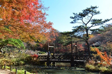 六甲高山植物園　市街地よりも一足早い　「紅葉」が色づき始めました！