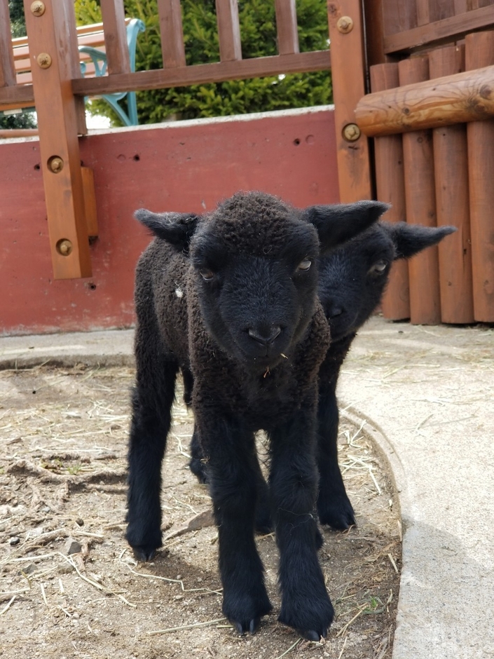 ヒツジ イメージ