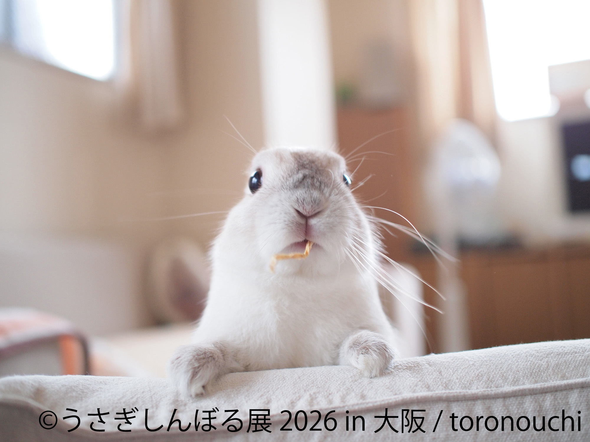 うさぎしんぼる 展示作品:toronouchi