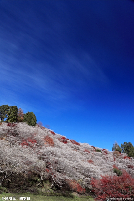 小原地区　川見四季桜の里　1