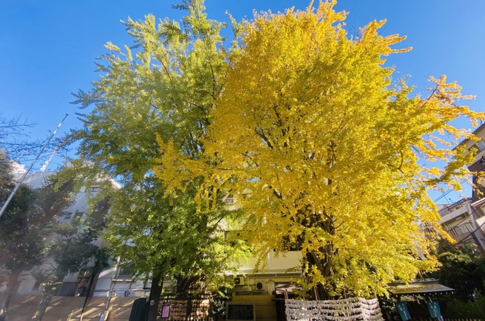 地元商店街にある神社に植わっている大イチョウイメージ