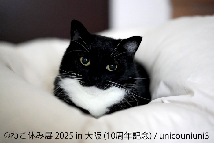 ねこ休み展 展示作品:unicouniuni3